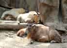 動物図鑑・ゴールデンターキン 6